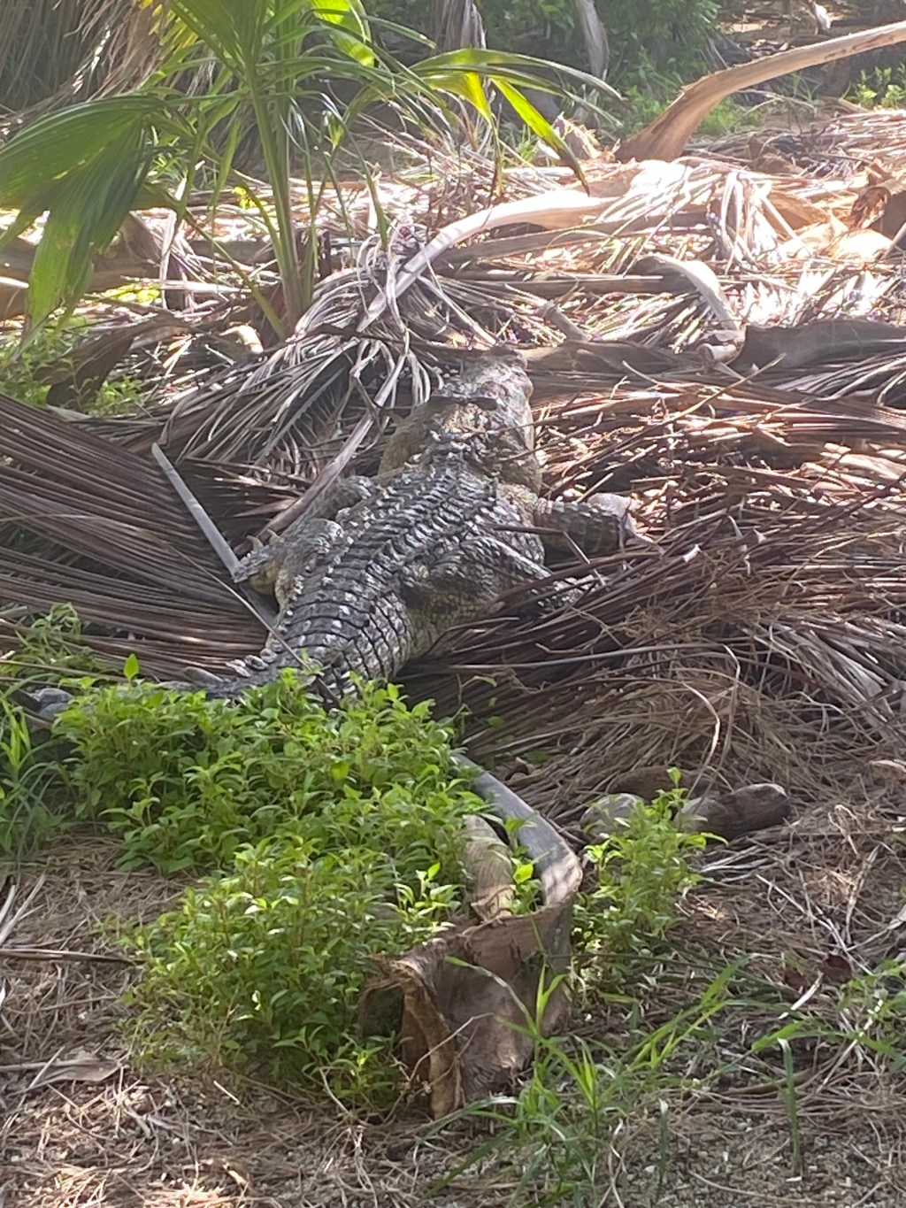 Chinchorro pending…