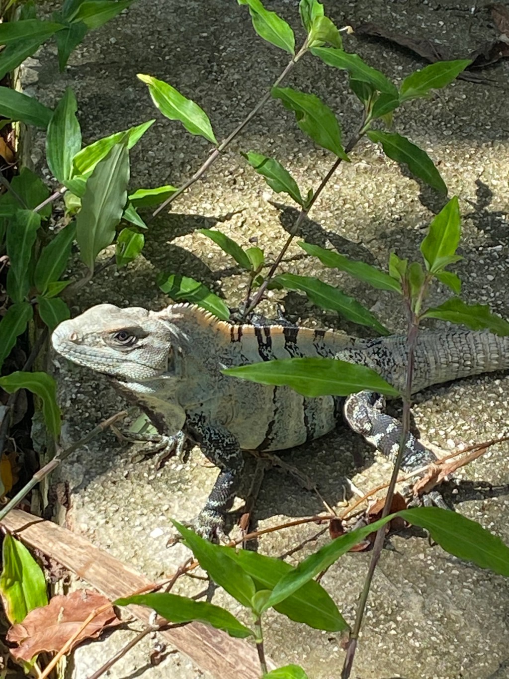 Creatures great and&nbsp;small.